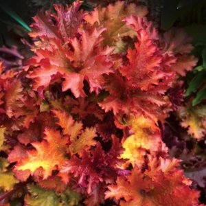 Heuchera-Zipper-10.jpg