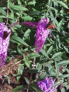 IMG_20180916_142726.jpg