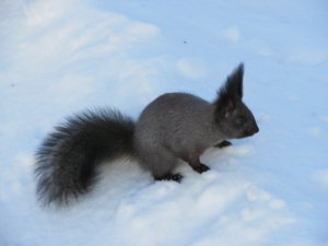 IMG_9168.JPG