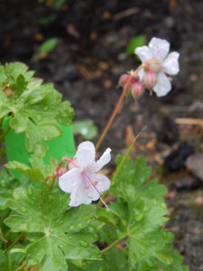 DSCN6594.JPG