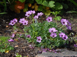 DSCN1301.JPG