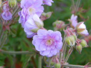 DSCN6704.JPG