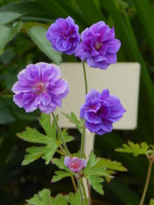 DSCN1759.JPG