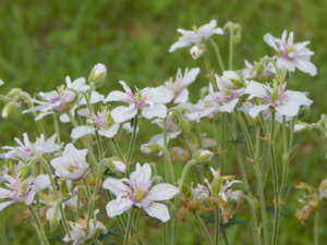 DSCN2626.JPG