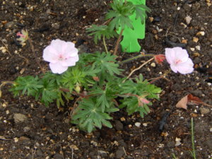 DSCN2075.JPG