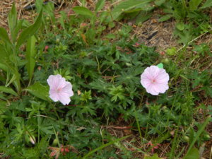 DSCN6926.JPG