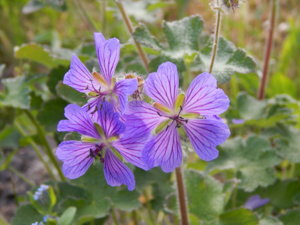 DSCN6275.JPG