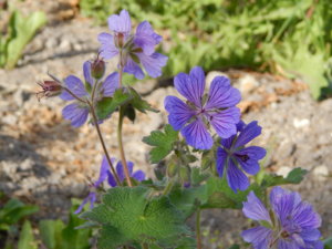 DSCN6277.JPG