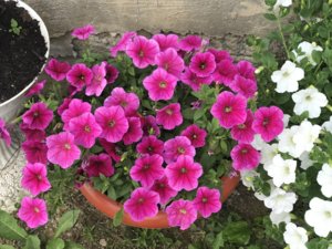 96F52787-BC66-4477-B80D-7AF809F8592D.jpeg