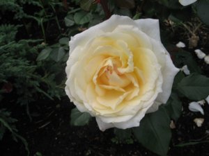 IMG_2320.jpg