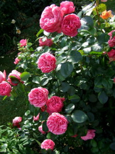 DSCF6022.JPG