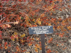 Japanese Spirea, Japanese Meadowsweet, Maybush 'Gold Flame' на сайте httpsdavesgarden.com d5e779.jpg