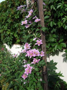 DSCF6168.JPG