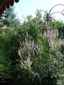 DSCF6223.JPG