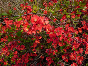 chaenomeles-_crimson-gold28.jpg