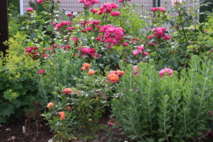 IMG_6989.JPG