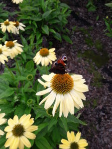 20180726_131541.jpg