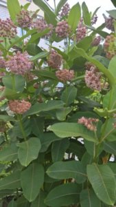 WP_20180713_10_54_32_Rich_LI.jpg