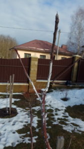 IMG_20190305_150936.jpg