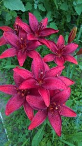 WP_20180703_08_04_53_Rich_LI — копия.jpg
