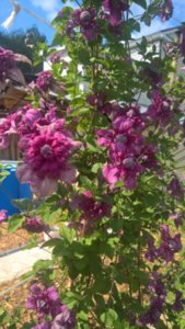 WP_20180716_10_08_32_Rich_LI.jpg