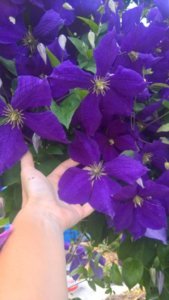 WP_20180716_10_09_27_Rich_LI.jpg