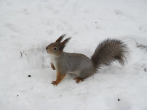 IMG_9221.JPG