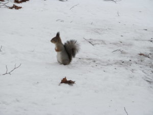 IMG_9222.JPG