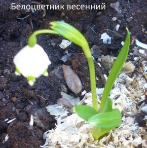 2016.04.26 Белоцветник 26,04,2016  (3) ф.jpg