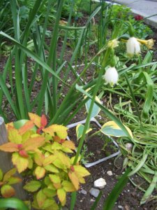 2018.06.24  Белоцветник летний, спирея 'White Gold', хоста 'First Frost' ф_  CIMG2822.jpg