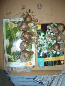 LEUCOJUM Gravetye Giant Белоцветник летний 3 лук и 5 лук_ CIMG1613.JPG