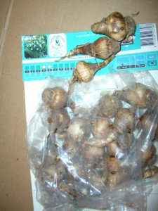 LEUCOJUM AESTIVUM   Белоцветник летний 20 лук_  CIMG1621.JPG