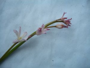 2018.05.28 Хиодонокса Chionodoxa forbesii Rosea  из КЛ_ CIMG2728.JPG