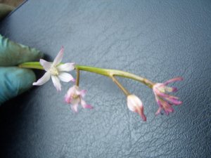 2018.05.28 Хиодонокса Chionodoxa forbesii Rosea  из КЛ_ CIMG2729.JPG