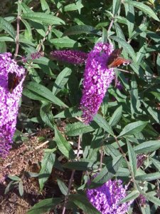 IMG_20180916_142726.jpg