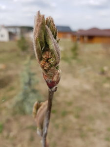 20190420_131816.jpg