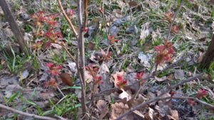 WP_20190425_07_45_22_Rich_LI.jpg