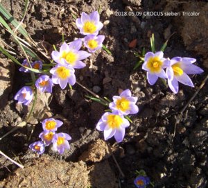 2018.05.09 CROCUS sieberi Tricolor Крокус Зибера Триколор Уч. №2_ ф_ CIMG2188.jpg