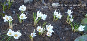 2018.05.09 CROCUS PRINS CLAUS (Принс Клаус) ( SPECIES -Ботанический, хиодонокса _ф_ CIMG2199.jpg