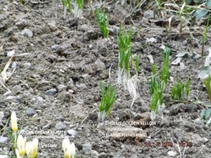 2019.04.29 CROCUS SPECIES 'Cream Beauty'  CROCUS LARGE FLOWERING ’Golden Yellow’ _ DSCF3324.jpg