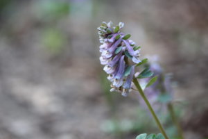 IMG_4359.JPG