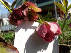 20190501_134622.jpg