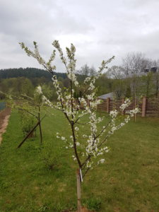 20190505_085248.jpg