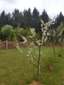 20190505_085317.jpg