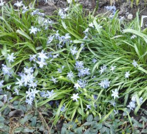 2019.05.11 уч № 1 Chionodoxa Luciliae1_ DSCF3414.jpg
