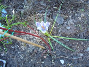 2018.05.10 Крокус ’Пиквик’ Crocus ’Pickwick’._ CIMG2275.JPG