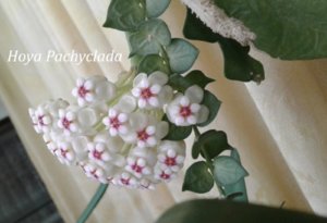 20190415 Hoya Pachyclada_155031.jpg