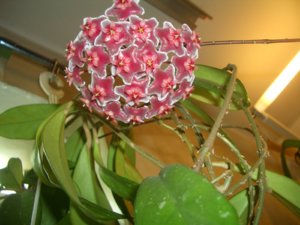 Hoya  Pubicalyx Silver Pink второй бутон (1).JPG