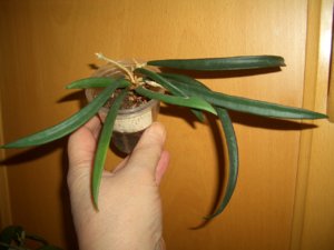 2017.01.17 Hoya shepherdii от Саши_ CIMG3587.JPG