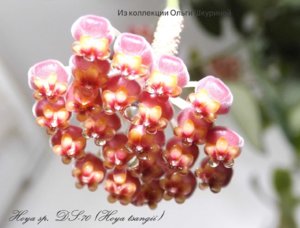 Hoya sp. DS-70 (Hoya tsangii) 08,12,2015 (18)ф.jpg